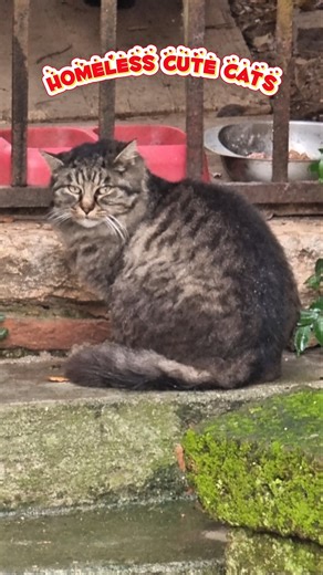 Cute homeless cats 🐈‍⬛❤️‍🩹💌 #shorts