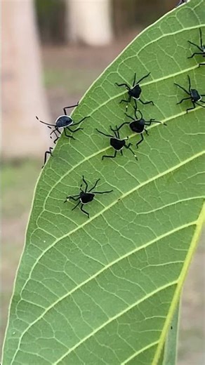 Strange little Shield Bug nymphs #entomology #insects #bugs #insect #insectsrule #entomologist #fun