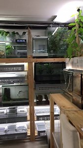 16K views · 462 reactions | Our Breeding room | Insecthaus | Facebook