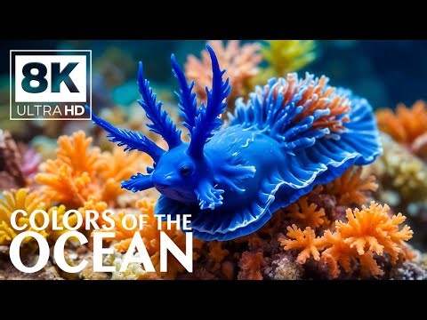 Aquarium 8K VIDEO (ULTRA HD) 🐠 Vibrant Coral and Fish - Beautiful Aquarium Experience