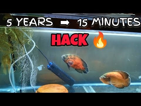 This Fish Breeding Hack Took Me 5 Years to Learn… I’ll Teach You in 15 Minutes!