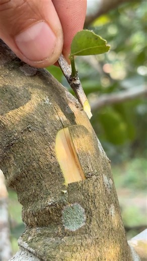 Budding Chip grafting-best grafting Techniques for lemon tree grafting #grafting #satisfying