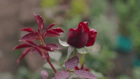 clip-3995602151-various-types-roses-have-bloomed-garden