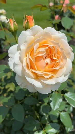 🌹#rose 🥀#colors #naturelovers #trending