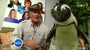 WATCH: Jungle Jack Hanna takes us behind the scenes and introduces us to even more of his adorable friends! 🤗 | The View