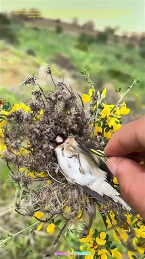 Secourir un oiseau : Comment une petite action peut sauver une vie