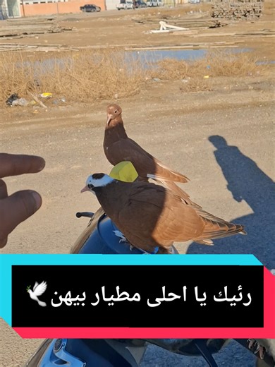 العزاز الطيبين كمل الفيدو ونطيني رئيك يا احلى مطيار بيهن🕊🤍🥰#اقوه_مدرب_طيور_اليفه #رحيم_الدراجي_طيور_اليفه #الشعب_الصيني_ماله_حل😂😂 #الهم_صلي_على_محمد_وأل_محمد #تحياتي_لجميع_المشاهدين_والمتابعين