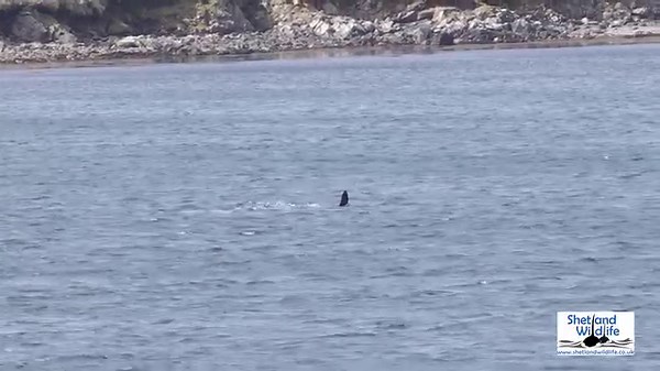 55K views · 1.6K reactions | ORCAS!!! A short video from our encounter with some of the '27s' Orcas as they headed north through Aith Voe today. Includes a cameo appearance from the 18-month-old calf.  Footage by Hugh. More on our wildlife tours and filming / photography opportunities at https://www.shetlandwildlife.co.uk/holidays/wildlife.htm | Shetland Wildlife | Facebook