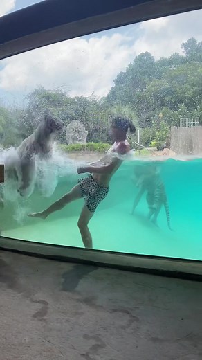 Myrtle Beach Safari on TikTok