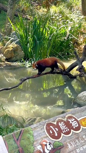 littlepanda6487 on TikTok