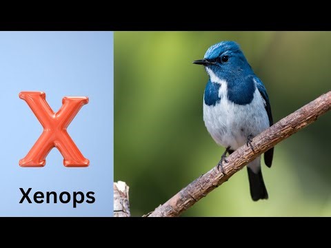 Birds Alphabet Song for Kids | Birds ABC Song | Phonics for Kids | Baby | Alphabet Letters