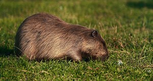 Coypu Eating Grass In Forest Stock Footage SBV-338651660 - Storyblocks