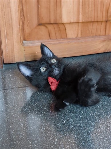 Halloween Fun with Kronos the Cat