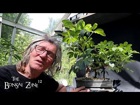 Pruning My Dragon Style Dwarf Schefflera, The Bonsai Zone, Aug 2025