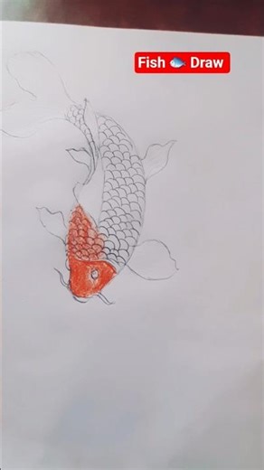 How to draw koi fish drawing step by step #shorts #fish #drawing #colour #art