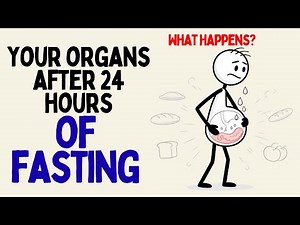 What Happens to Your Organs If You Fast for 24 Hours? (Science Explained)