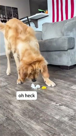 Doofy Doggos Being Derpy 😂 #funnydog #dog #silly