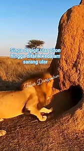 The lion was bitten by the python until it was pulled into a snake's nest #ularpiton #singa #alamliar #sarangular #floradanfauna #nature | Felixs Dangeubun