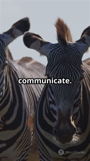 Wild Beauty: Grévy’s Zebra..#shorts #shortvideo