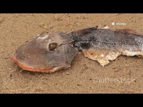 Cá đuối Java tuyệt chủng: Lời cảnh tỉnh từ biển cả #khampha #đạidương#thegioiquanhta#thegioidongvat