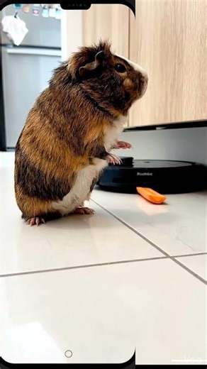 Guinea Pig Screams at Roomba Thief 🥕😤 #Shorts