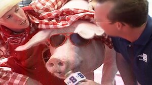 Amazing! Oink the singing pig amazes crowd at Iowa State Fair with renditions of “Popeye” and “Old Macdonald.” Watch the video! | KCCI