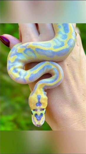 The most friendly snake in the world 😱 | #clawuniverse #ballpython #shortsvideo #viral