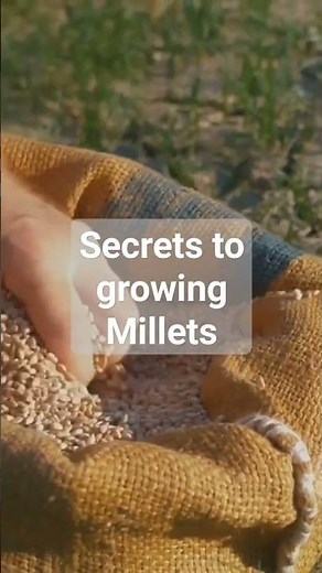 Secrets to growing Millet