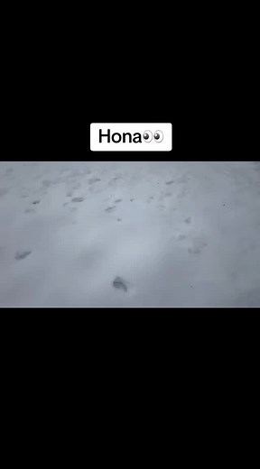 Prophet Passion Java on TikTok