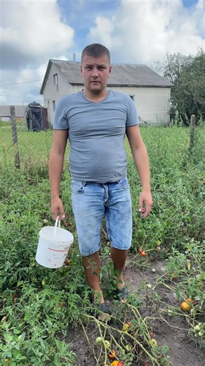 Настала пора збору врожаю! 🌱 Ми так довго працювали навесні, садили, поливали, доглядали, а тепер настав час отримати плоди нашої праці. Але сільське життя — це не лише посадка й збір, ще потрібно обробляти рослини від шкідників, прополювати грядки… І хоч це важка робота, результат того вартий!Цього року ми посадили всього декілька сот грам моркви, а зібрали три мішки великих та соковитих коренеплодів! 🥕 Уявляєте, скільки праці і любові вкладено в кожен овоч? І саме тому домашня морква, капуст