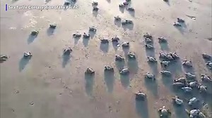 303K views | Newborn sea turtles head to the ocean!  Are you heading to the ocean this Spring or Summer? Credit: Sea Turtle Conservation of the Pacific | Gray Media Digital Content Center | Facebook