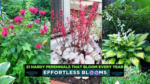 21 hardy perennials that bloom every year: effortless blooms