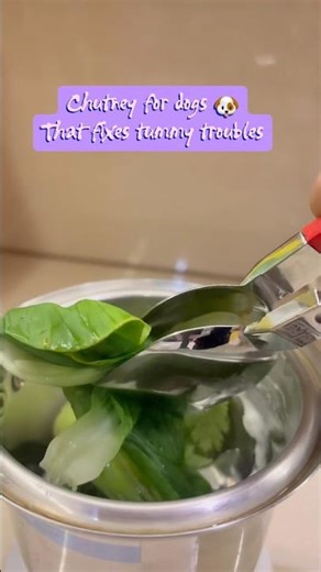 Indian Superfoods for Dogs | Gut Health Recipe for Digestion, Gas & Bad Breath