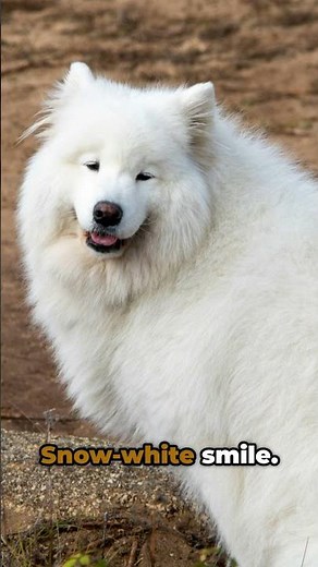 5 Most Expensive Dog Breeds Revealed