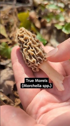 Spring Foraging: Identify Morel Mushrooms in 30 Seconds
