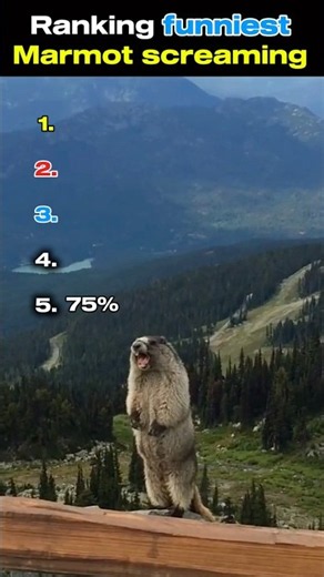 Ranking the Funniest Marmot Screaming Moments That Will Make You Cry Laughing 😂🐹 #shorts