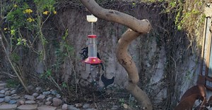 Homeowner says Tucson landscaper botched work on her yard