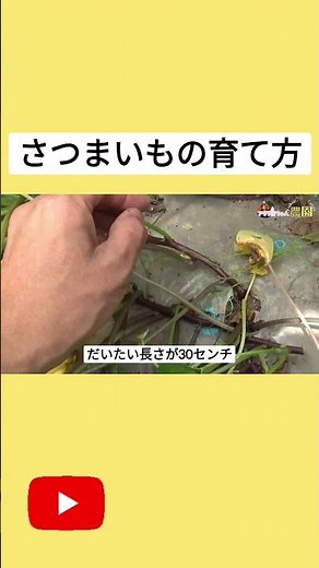 How to grow sweet potato seedlings #agriculture #sweetpotato #regeneration #homegarden #gardening...