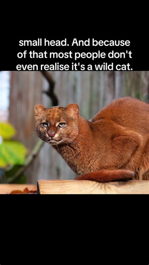 Jaguaruandi: shadow cat 🐈 #cat #animals #stem #nature #60withsoolie | nature cat