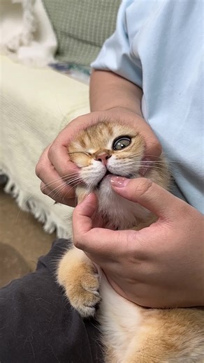 No More Meds in Food! Direct Throat Delivery for Pills/Capsules. Stress-Free for You & Pet!