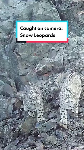 When a snow leopard checks out your camera trap 📍 Altai Mountains, Southern Russia #snowleopard #cameratrap