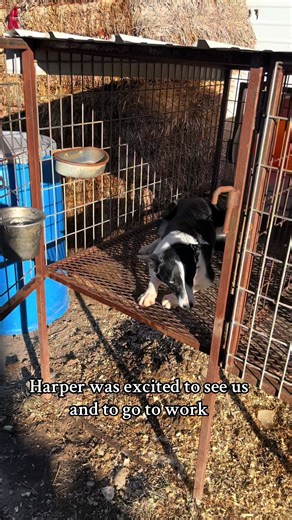 Essential Training Tips for Border Collies