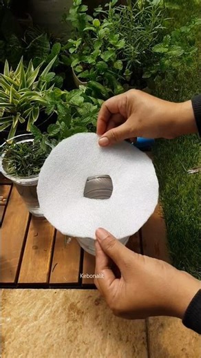 Never Buy Rosemary Again‼️ The Easiest Propagation Hack‼️