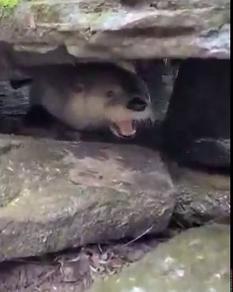 It is with great sadness that we announce the passing of one of our favorites. The winner of this years Sassy Senior contest , Franklin , has crossed over the rainbow bridge. Franklin came to the zoo when he was just 3 years old …. And lived another 16 wonderful years. Throughout all those years … Franklin has gained many admirers due his cute little button nose. One of our favorite traits was when Franklin would “talk” back to us in his own special otter way. We, and his best friend Eater , wil