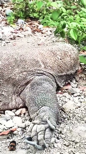 Dangerous Sleeping Dragon 🐲 🐉 #dragon #youtubeshorts #ytshorts #cat #follow