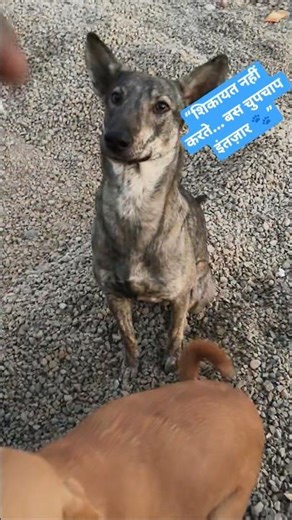 wait for food homeless dogs help me help you 🐶🐕🥰🙏✅