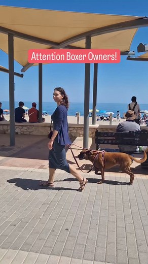 Dear Boxer Owner, If you’re like many dog owners I’ve met… You want the best for your dog. But here’s the truth: Training a Boxer can be a challenge. I learnt this the hard way. Over the years, I’ve worked with my three Boxers, fostered many more, and helped thousands of Boxer owners both online and in person through training classes and events. Through countless setbacks and victories, I’ve learnt what works. After talking to many Boxer owners, I realised everyone faces similar struggles, but t