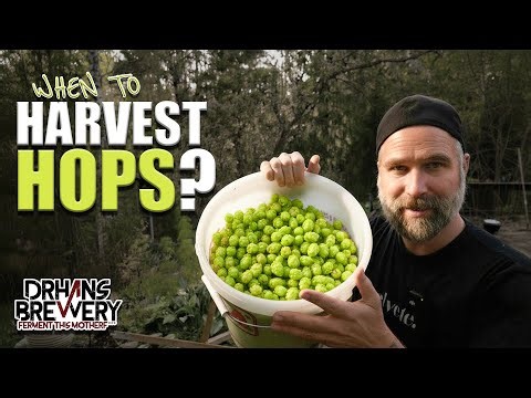 When to Harvest Hops and How Much I Got | Growing My Own Hops