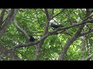 Spangled Drongos calling and displaying