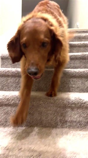 Mom where have you been? (Wento the mail box) #dogsofyoutube #goldenretreivers #dogshorts #happydog